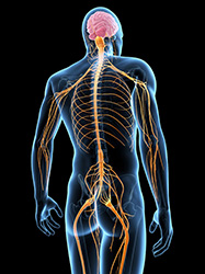 Sagital view or side profile of spine
