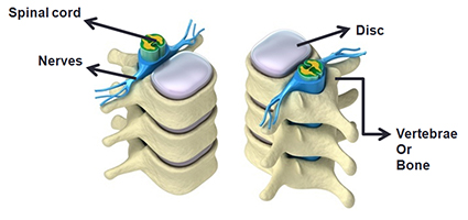 Axial cross section of spine showing various structures